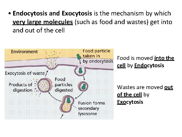  • Endocytosis and Exocytosis is the mechanism by which very large molecules (such