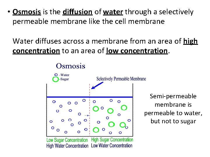  • Osmosis is the diffusion of water through a selectively permeable membrane like