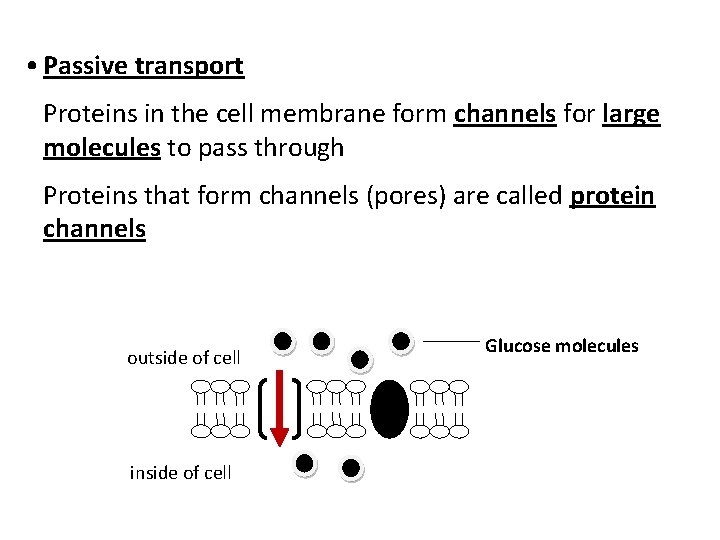  • Passive transport Proteins in the cell membrane form channels for large molecules