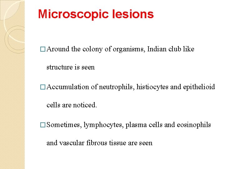 Microscopic lesions � Around the colony of organisms, Indian club like structure is seen