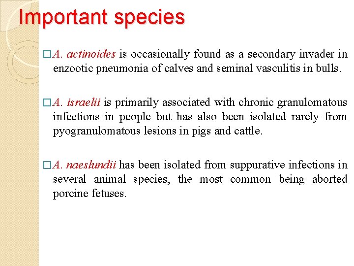 Important species � A. actinoides is occasionally found as a secondary invader in enzootic