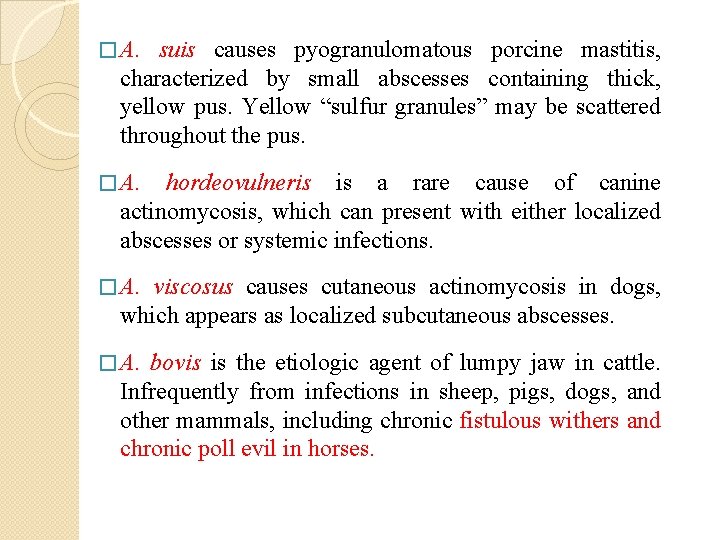 � A. suis causes pyogranulomatous porcine mastitis, characterized by small abscesses containing thick, yellow