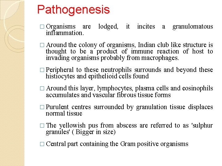 Pathogenesis � Organisms are inflammation. lodged, it incites a granulomatous � Around the colony