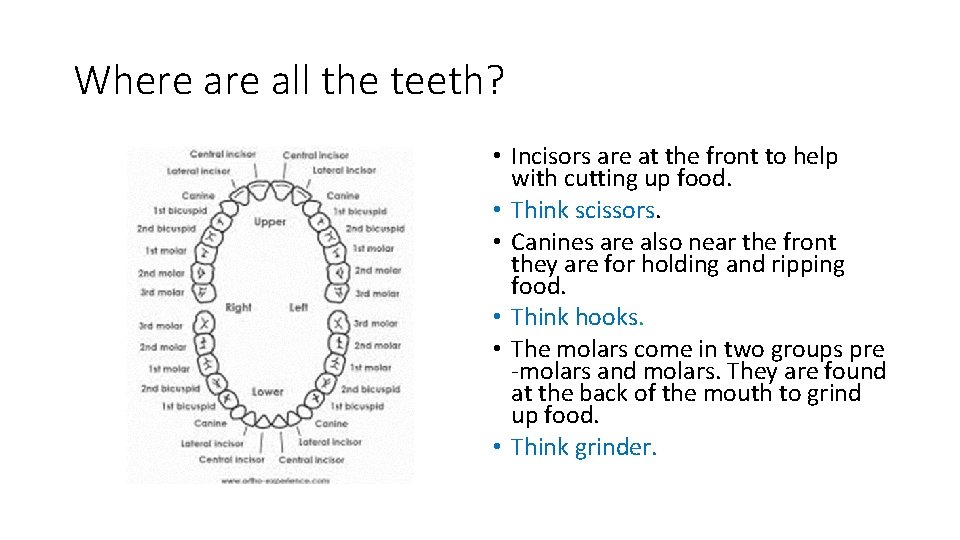 Where all the teeth? • Incisors are at the front to help with cutting