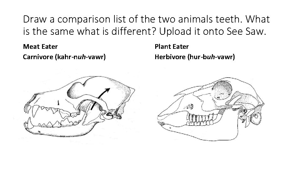 Draw a comparison list of the two animals teeth. What is the same what