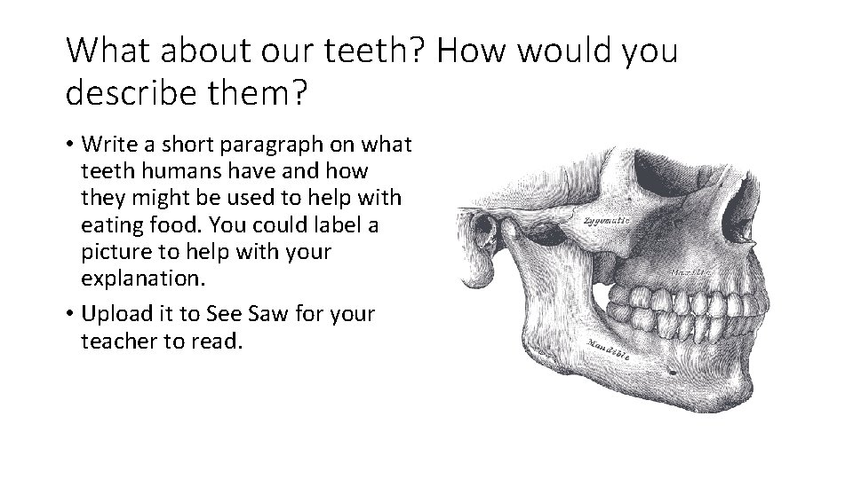 What about our teeth? How would you describe them? • Write a short paragraph