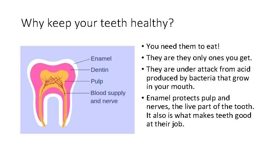Why keep your teeth healthy? • You need them to eat! • They are
