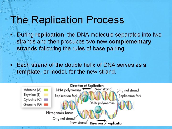 The Replication Process • During replication, the DNA molecule separates into two strands and