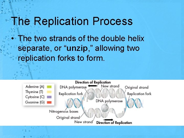 The Replication Process • The two strands of the double helix separate, or “unzip,