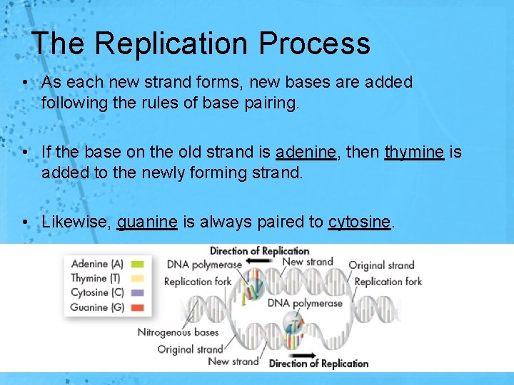 The Replication Process • As each new strand forms, new bases are added following