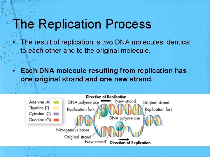 The Replication Process • The result of replication is two DNA molecules identical to
