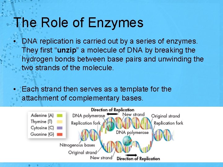 The Role of Enzymes • DNA replication is carried out by a series of