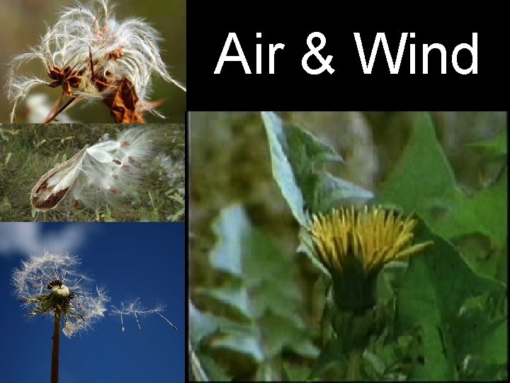 Air & Wind 