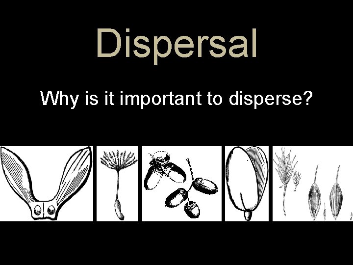 Dispersal Why is it important to disperse? 