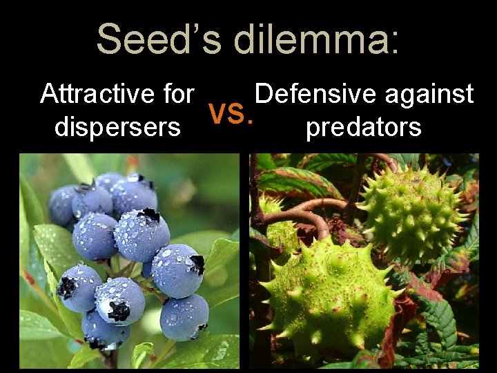 Seed’s dilemma: Attractive for dispersers Defensive against vs. predators 