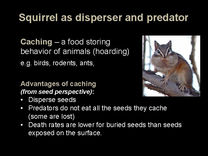 Squirrel as disperser and predator Caching – a food storing behavior of animals (hoarding)