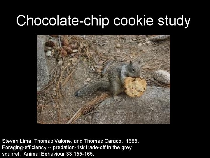 Chocolate-chip cookie study Steven Lima, Thomas Valone, and Thomas Caraco. 1985. Foraging-efficiency -- predation-risk