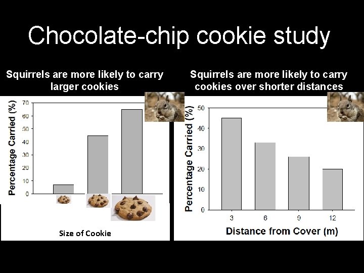 Chocolate-chip cookie study Squirrels are more likely to carry larger cookies Size of Cookie