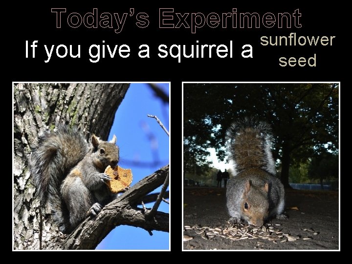 Today’s Experiment If you give a squirrel a sunflower cookie seed 