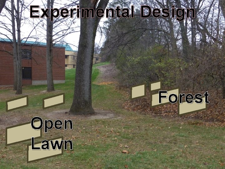 Experimental Design Forest Open Lawn 