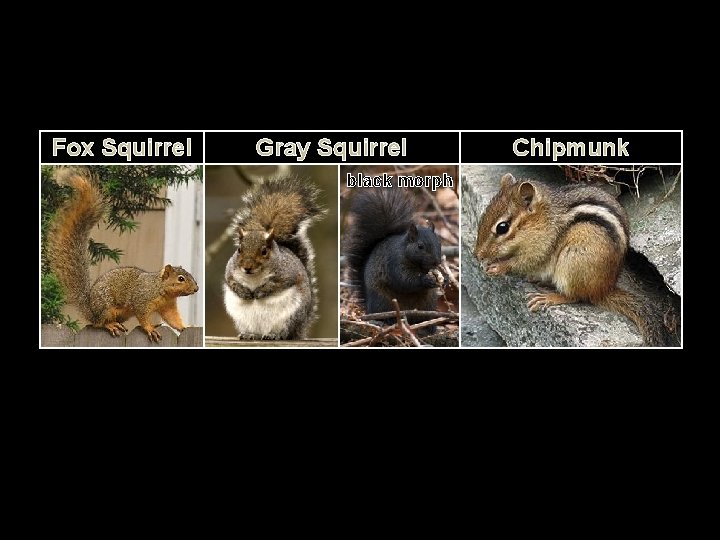 Fox Squirrel Gray Squirrel black morph Chipmunk 