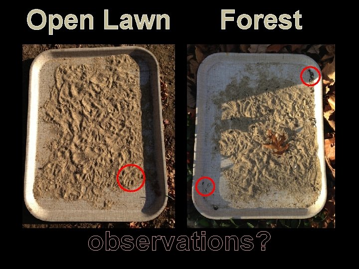 Open Lawn Forest observations? 
