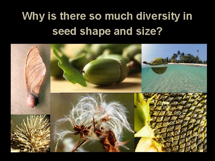 Why is there so much diversity in seed shape and size? 