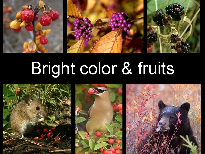 Bright color & fruits 