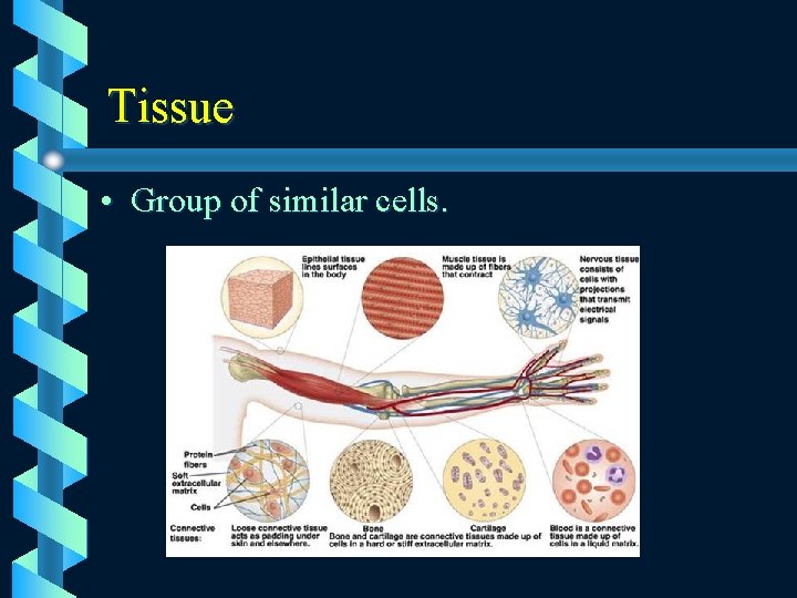 Tissue • Group of similar cells. 
