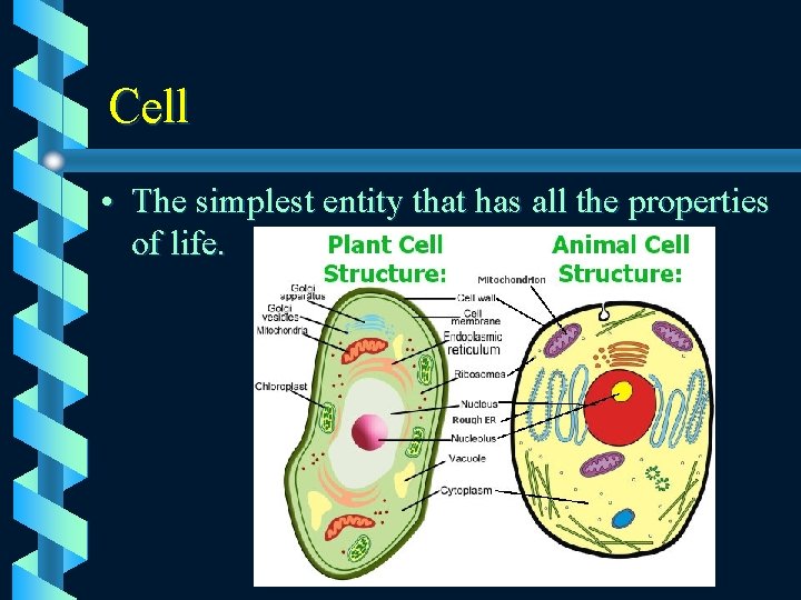 Cell • The simplest entity that has all the properties of life. 