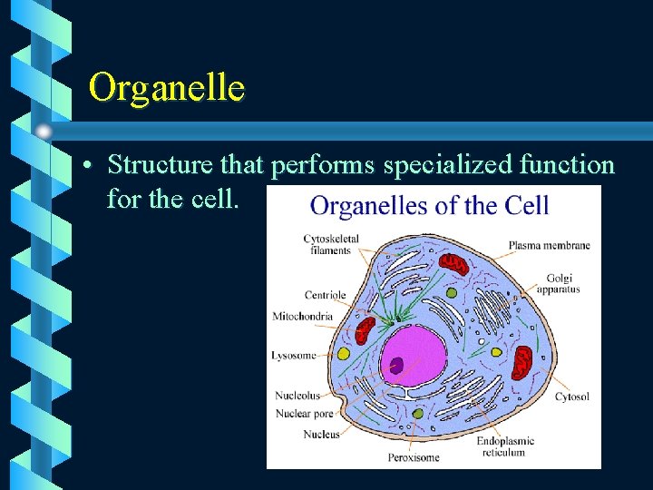 Organelle • Structure that performs specialized function for the cell. 