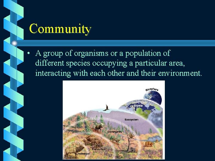 Community • A group of organisms or a population of different species occupying a