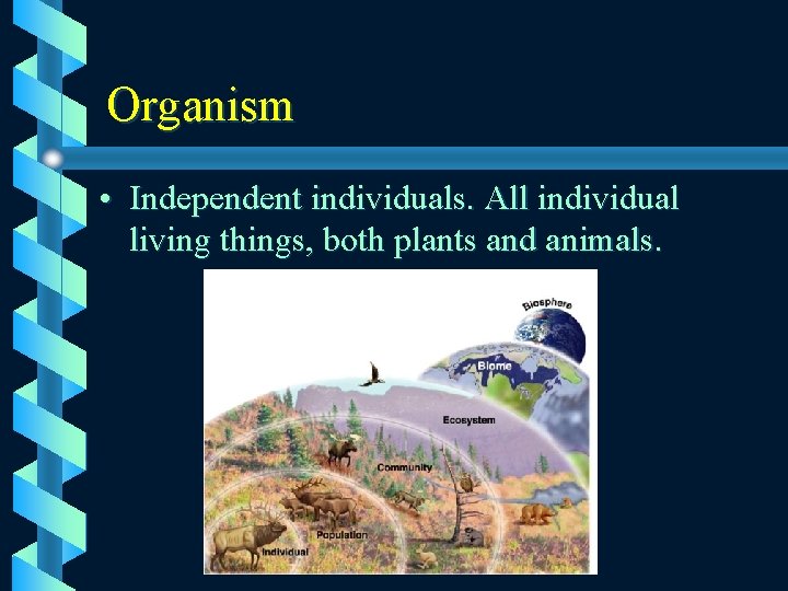 Organism • Independent individuals. All individual living things, both plants and animals. 