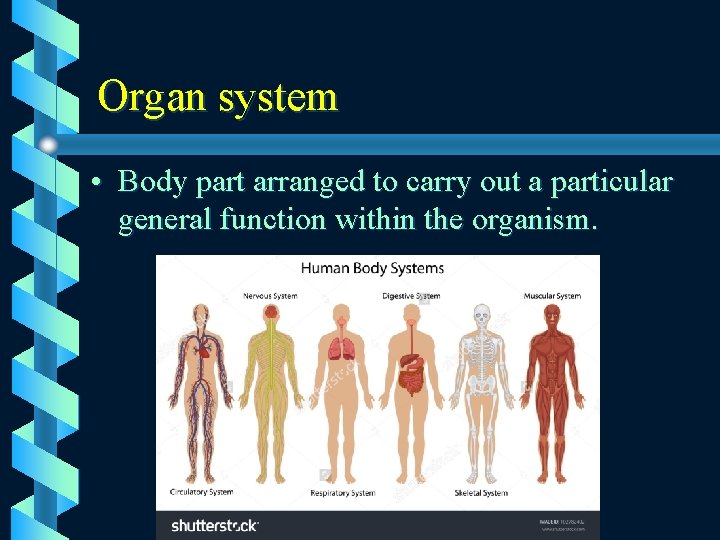Organ system • Body part arranged to carry out a particular general function within
