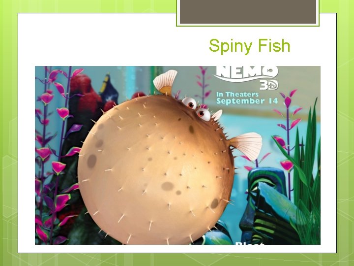 Spiny Fish 