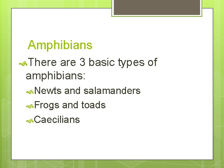 Amphibians There are 3 basic types of amphibians: Newts and salamanders Frogs and toads