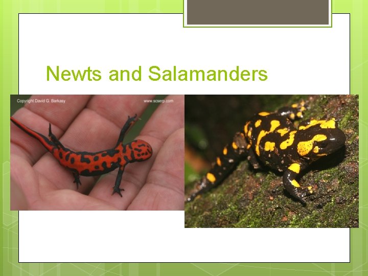 Newts and Salamanders 