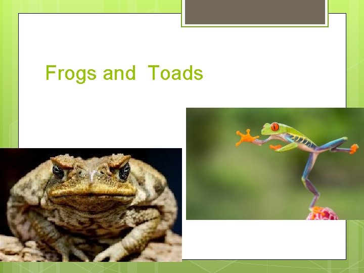 Frogs and Toads 