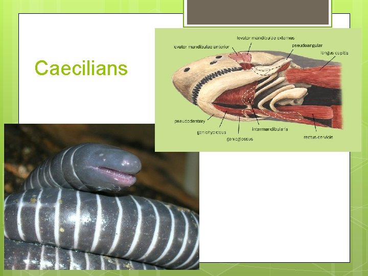 Caecilians 