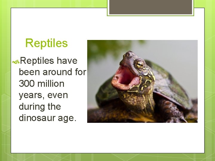 Reptiles have been around for 300 million years, even during the dinosaur age. 
