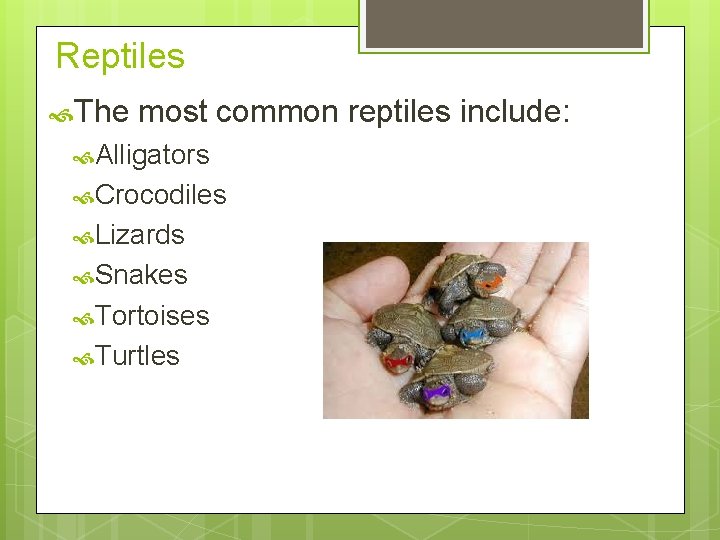 Reptiles The most common reptiles include: Alligators Crocodiles Lizards Snakes Tortoises Turtles 