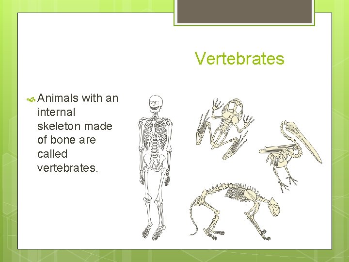 Vertebrates Animals with an internal skeleton made of bone are called vertebrates. 
