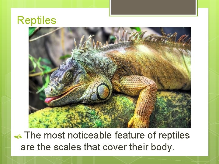 Reptiles The most noticeable feature of reptiles are the scales that cover their body.