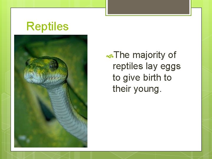 Reptiles The majority of reptiles lay eggs to give birth to their young. 