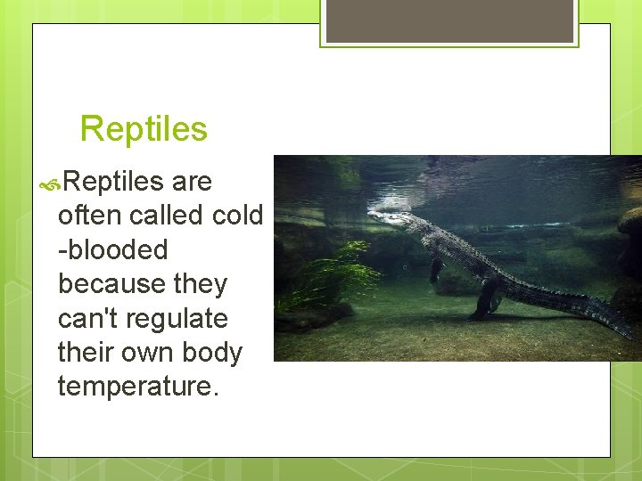 Reptiles are often called cold -blooded because they can't regulate their own body temperature.