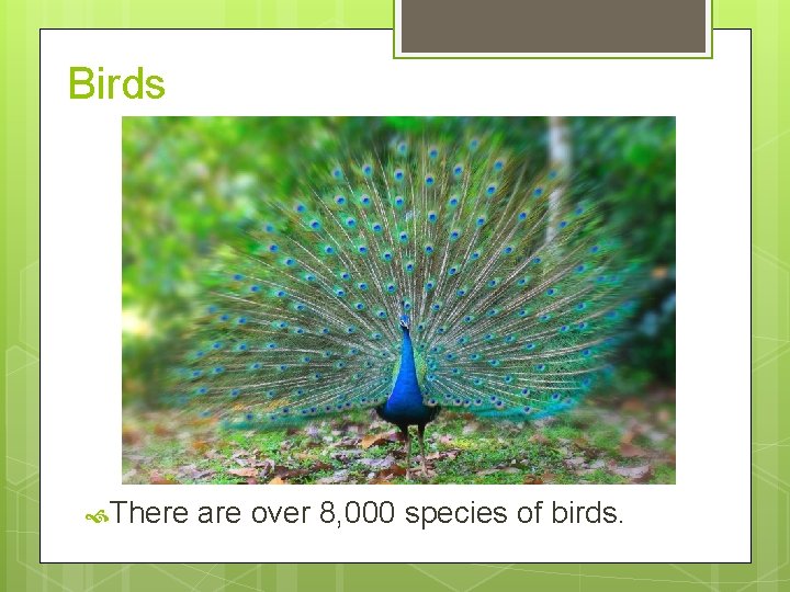 Birds There are over 8, 000 species of birds. 