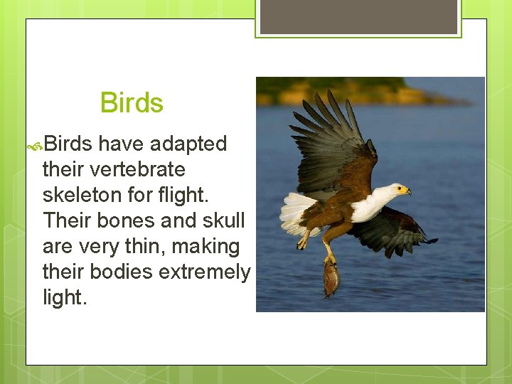 Birds have adapted their vertebrate skeleton for flight. Their bones and skull are very