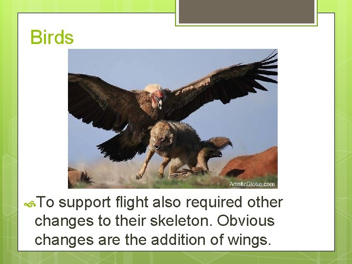 Birds To support flight also required other changes to their skeleton. Obvious changes are