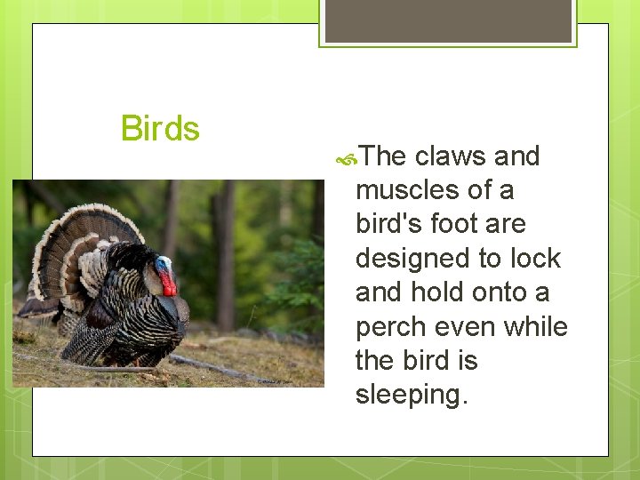 Birds The claws and muscles of a bird's foot are designed to lock and