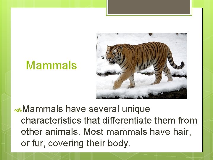 Mammals have several unique characteristics that differentiate them from other animals. Most mammals have